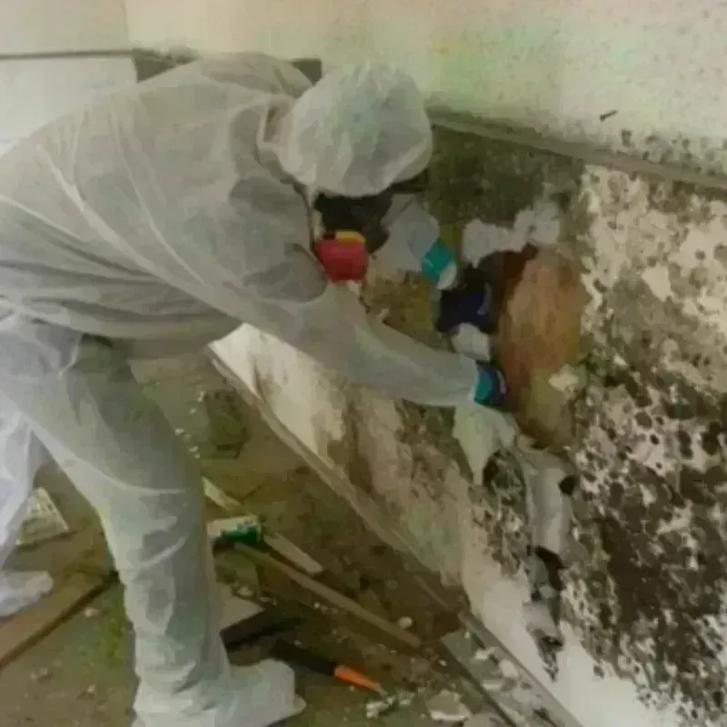 Mold Remediation and Removal in Cuba, MO